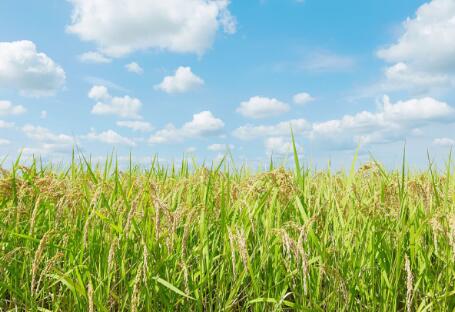 各地政策頻出，生物質(zhì)發(fā)電引重視