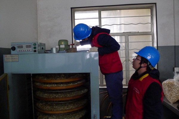 國網(wǎng)寧?？h供電公司：電力紅馬甲服務鄉(xiāng)村企業(yè) ，讓黃精變“黃金”