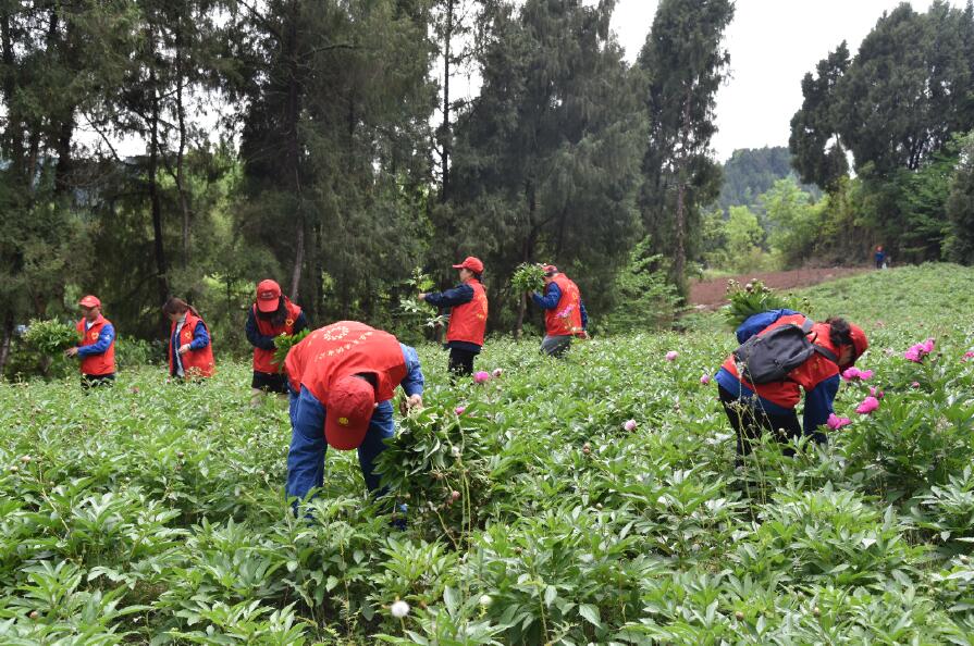 國網樂至供電公司:“致富花”開香滿園